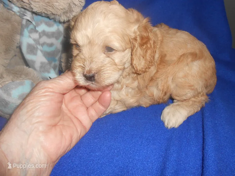 Benjie – Cockapoo puppy for sale in Lawrenceburg, KY