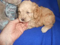 Benjie, a male Cockapoo for sale in Lawrenceburg, KY – 1 of 1