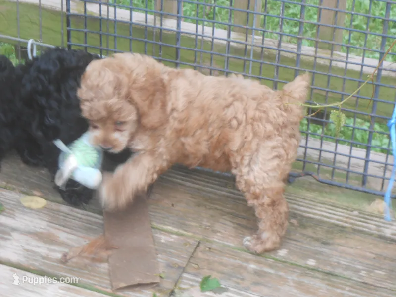 Barnie – Cockapoo puppy for sale in Lawrenceburg, KY