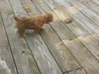 Frankie, a male Poodle - Miniature  for sale in Lawrenceburg, KY – 2 of 9