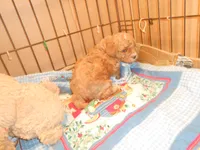 Frankie, a male Poodle - Miniature  for sale in Lawrenceburg, KY – 5 of 9
