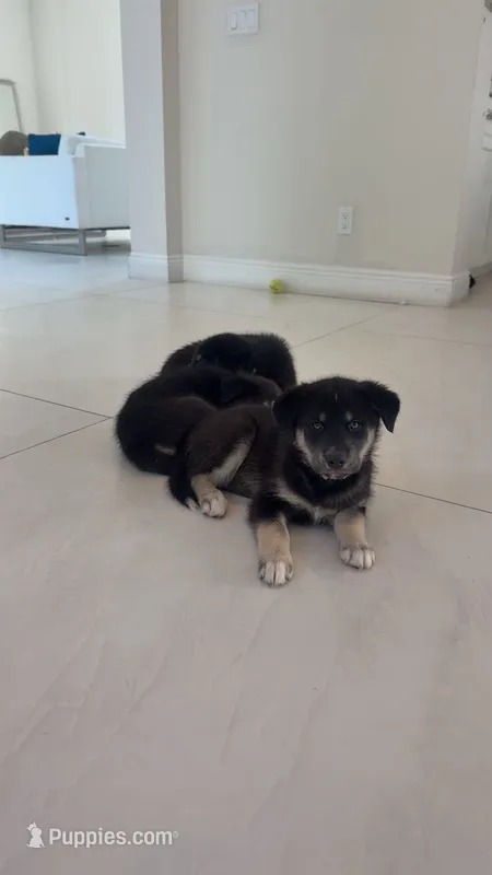 Meli – Siberian Husky, Golden Retriever puppy for sale in Boca Raton, FL
