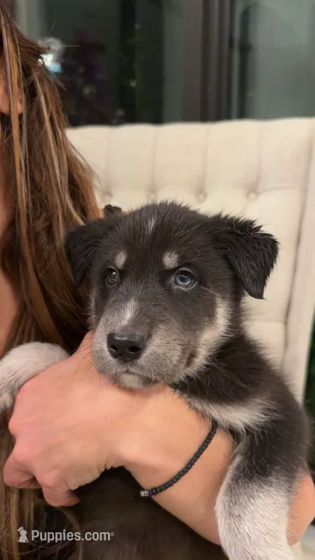Leo – Siberian Husky, Golden Retriever puppy for sale in Boca Raton, FL