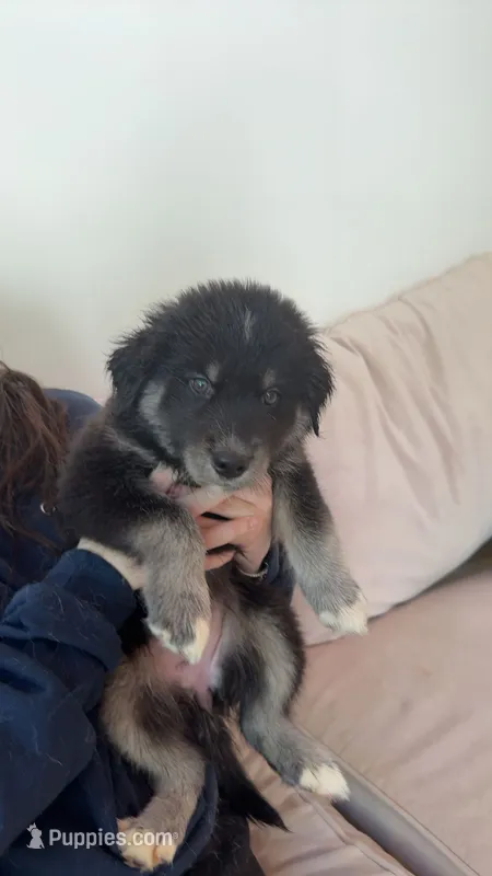 Cleo – Siberian Husky, Golden Retriever puppy for sale in Boca Raton, FL