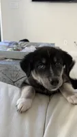 Alithia, a female Siberian Husky and Golden Retriever for sale in Boca Raton, FL – 3 of 3