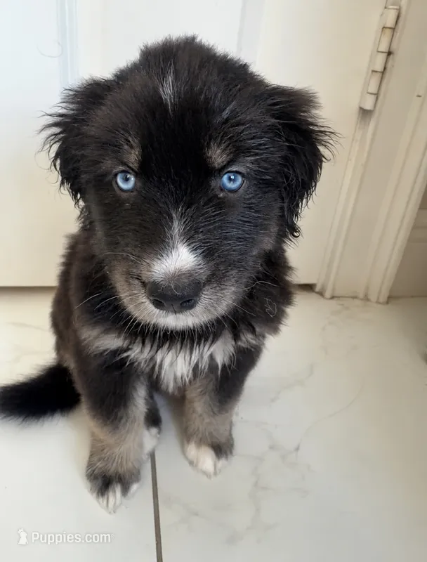 Coco – Siberian Husky, Golden Retriever puppy for sale in Boca Raton, FL