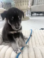 Leo, a male Siberian Husky and Golden Retriever for sale in Boca Raton, FL – 2 of 2