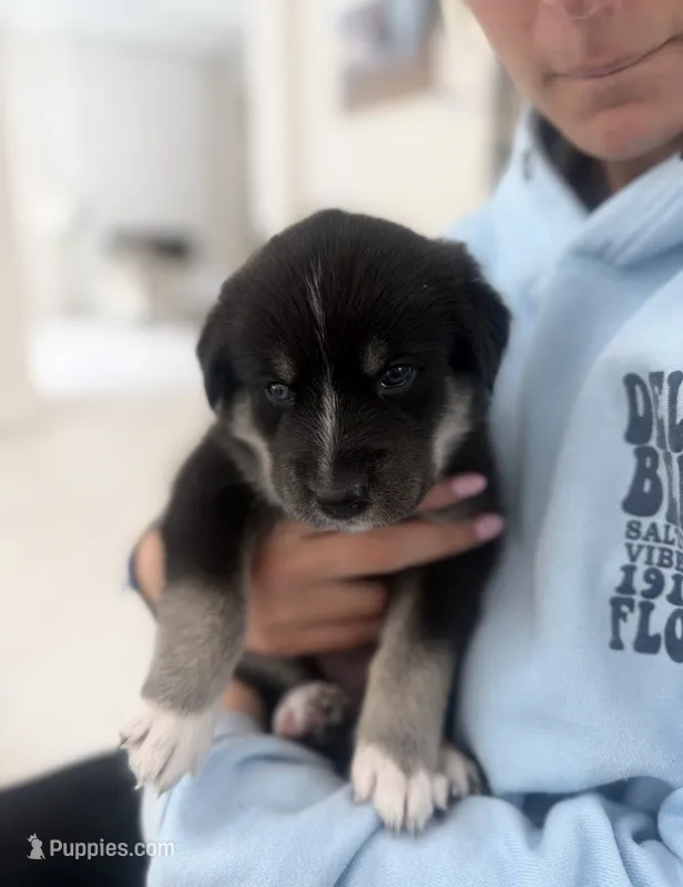 Alithia, a female Siberian Husky and Golden Retriever for sale in Boca Raton, FL – 1 of 3