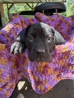 Beige , a female Cane Corso for sale in Roanoke, VA – 1 of 2
