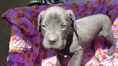 Orange , a male Cane Corso for sale in Roanoke, VA – 2 of 2