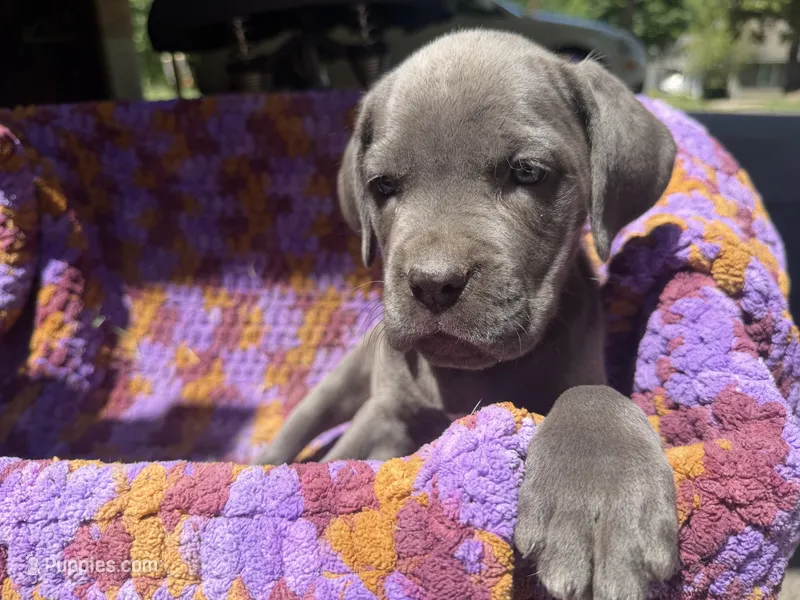 Gray Girl  – Cane Corso puppy for sale in Roanoke, VA