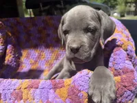 Gray Girl , a female Cane Corso for sale in Roanoke, VA – 1 of 2