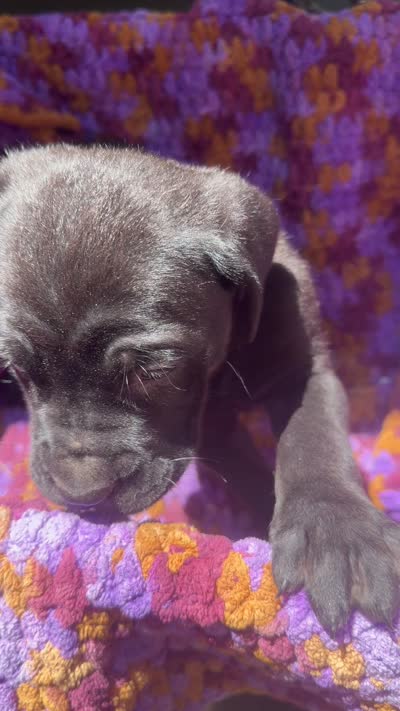 Purple, a female Cane Corso for sale in Roanoke, VA – 3 of 3