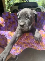 Purple, a female Cane Corso for sale in Roanoke, VA – 2 of 3