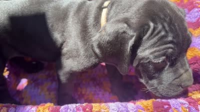 Beige , a female Cane Corso for sale in Roanoke, VA – 2 of 2