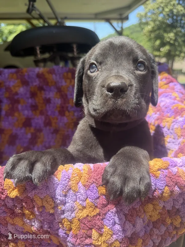 Orange  – Cane Corso puppy for sale in Roanoke, VA
