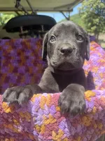 Orange , a male Cane Corso for sale in Roanoke, VA – 1 of 2