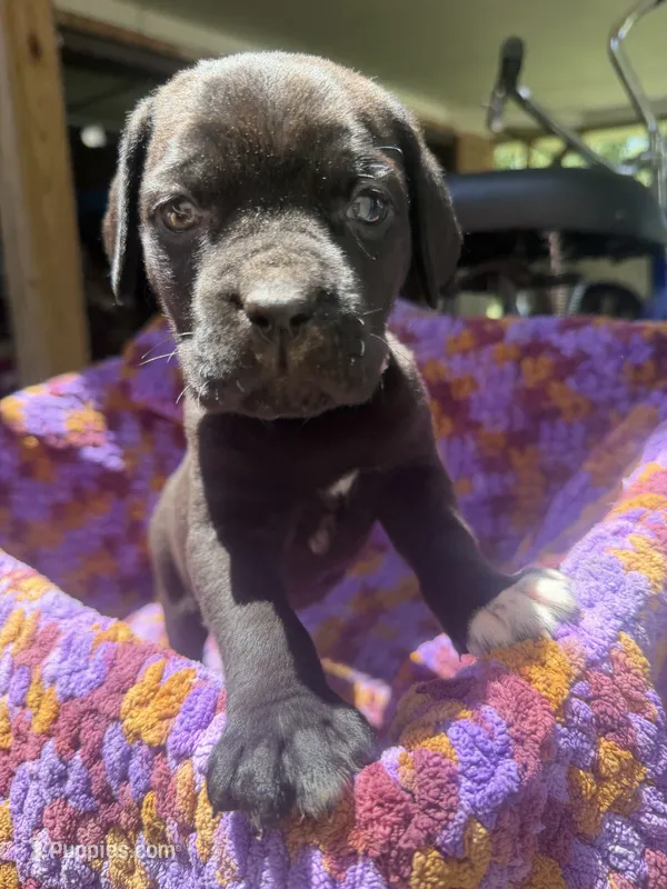 Lavander  – Cane Corso puppy for sale in Roanoke, VA