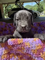 Brown , a male Cane Corso for sale in Roanoke, VA – 1 of 2
