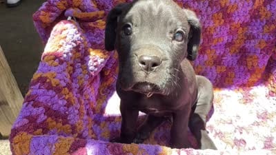 Gray Collar Boy, a male Cane Corso for sale in Roanoke, VA – 2 of 2