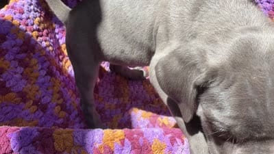 Gray Girl , a female Cane Corso for sale in Roanoke, VA – 2 of 2