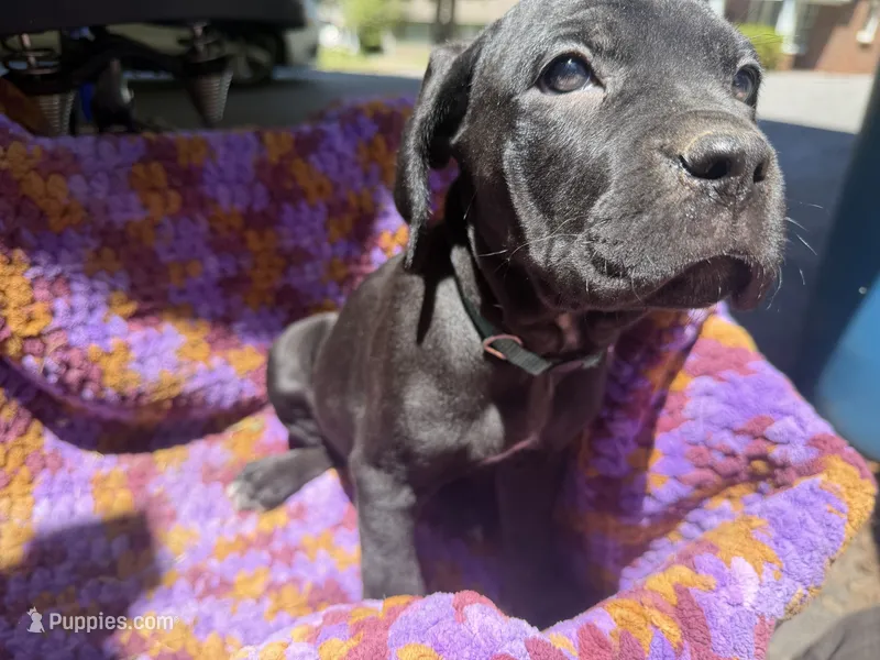 Green  – Cane Corso puppy for sale in Roanoke, VA