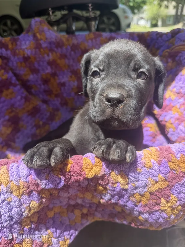 Purple – Cane Corso puppy for sale in Roanoke, VA