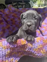 Purple, a female Cane Corso for sale in Roanoke, VA – 1 of 3