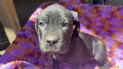 Green , a female Cane Corso for sale in Roanoke, VA – 2 of 2