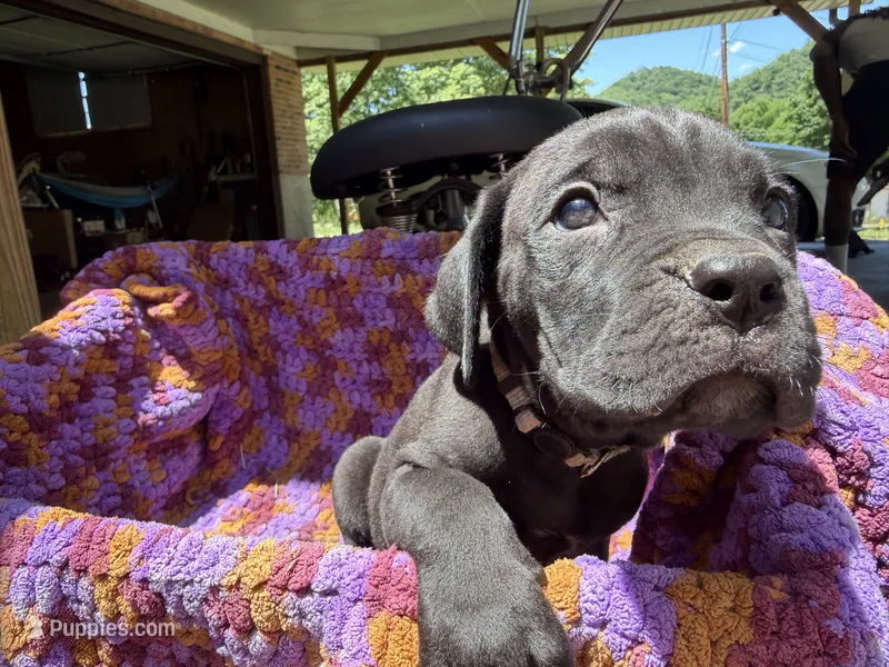 Gray Collar Boy – Cane Corso puppy for sale in Roanoke, VA