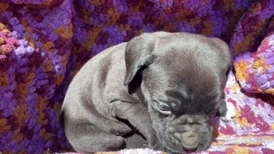 Lavander , a female Cane Corso for sale in Roanoke, VA – 2 of 2