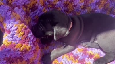 Brown , a male Cane Corso for sale in Roanoke, VA – 2 of 2