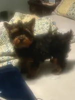 Reccie, a female Yorkipoo for sale in Lakewood, CA – 2 of 6
