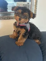 Reccie, a female Yorkipoo for sale in Lakewood, CA – 6 of 6