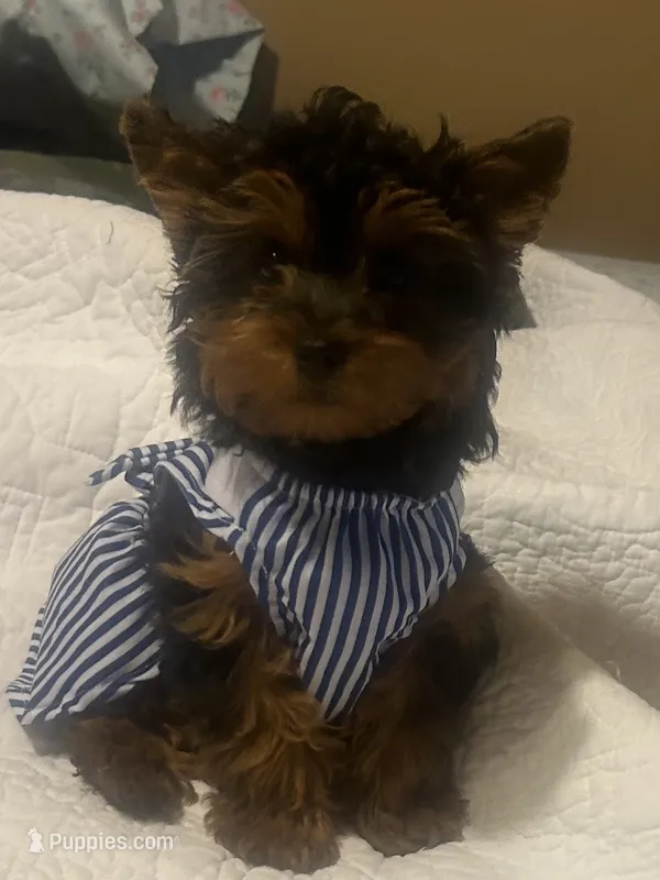 Reccie – Yorkipoo puppy for sale in Lakewood, CA