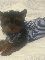 Reccie, a female Yorkipoo for sale in Lakewood, CA – 3 of 6
