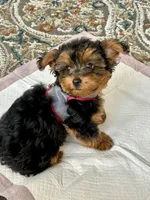 Reccie, a female Yorkipoo for sale in Lakewood, CA – 5 of 6