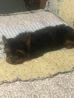Reccie, a female Yorkipoo for sale in Lakewood, CA – 4 of 6