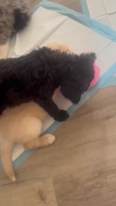 Puppy, a male Goldendoodle and Poodle - Multi-Colored Standard for sale in Lakewood, CA – 3 of 3