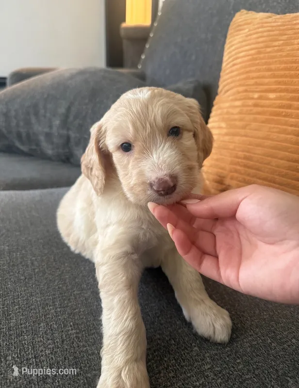 Puppy – Goldendoodle, Poodle - Multi-Colored Standard puppy for sale in Lakewood, CA