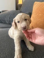 Puppy, a male Goldendoodle and Poodle - Multi-Colored Standard for sale in Lakewood, CA – 1 of 3