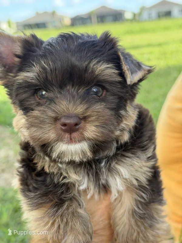 Sky – Yorkshire Terrier puppy for sale in Bradenton, FL
