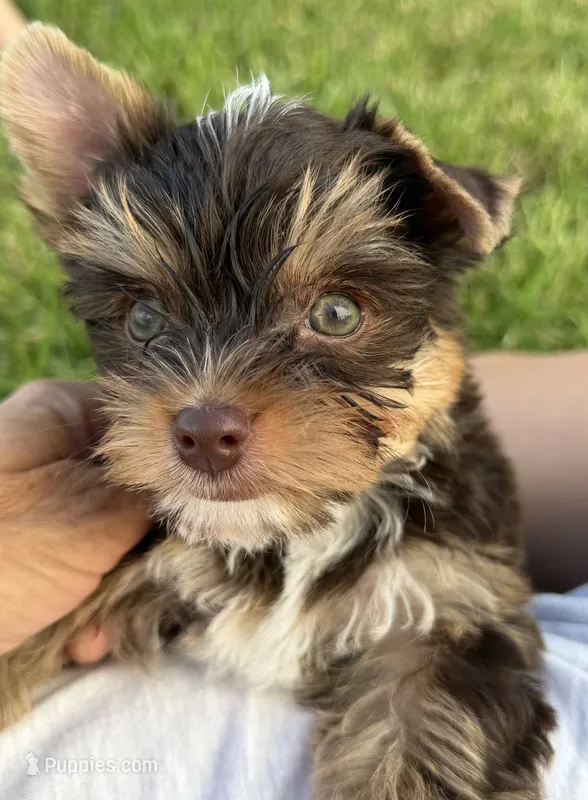 chocolate Yorkie-male  – Yorkshire Terrier puppy for sale in Bradenton, FL