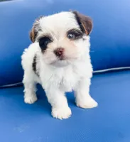 AKC Marshall, a male Yorkshire Terrier for sale in Bradenton, FL – 4 of 5