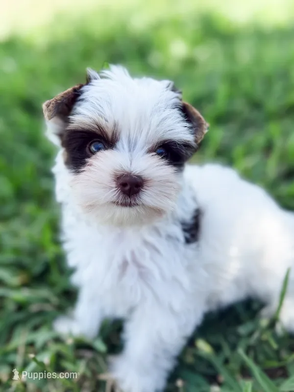 Tiny AKC Parti Yorki, male- Marshall – Yorkshire Terrier puppy for sale in Bradenton, FL