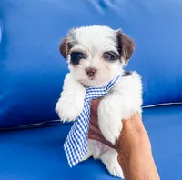 AKC Marshall, a male Yorkshire Terrier for sale in Bradenton, FL – 2 of 5
