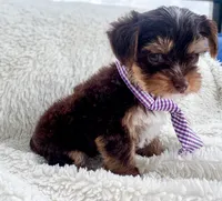 AKC- Zuma, a male Yorkshire Terrier for sale in Bradenton, FL – 3 of 4