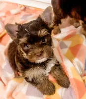 Sky, a female Yorkshire Terrier for sale in Bradenton, FL – 4 of 4