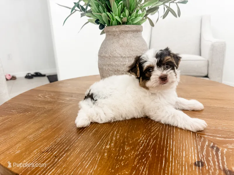 AKC Parti Yorkshire Terrier – Yorkshire Terrier puppy for sale in Bradenton, FL