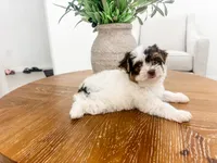 AKC female parti Yorkie , a female Yorkshire Terrier for sale in Bradenton, FL – 1 of 6